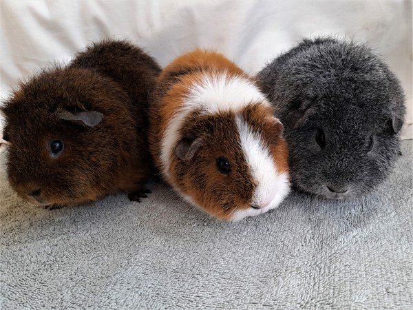 Rex guinea pig for 2024 sale