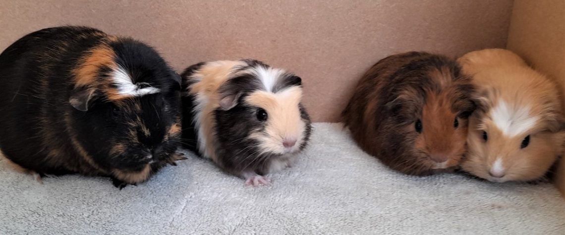 Rex guinea pig for sale sales near me