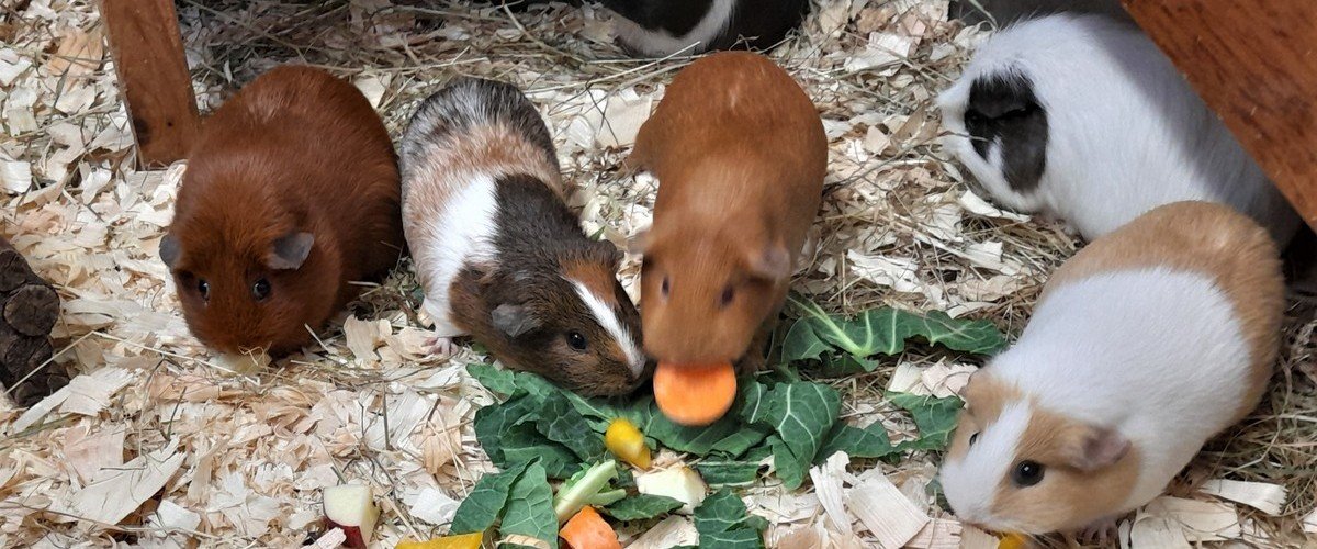 Can guinea pigs eat cooking clearance apples